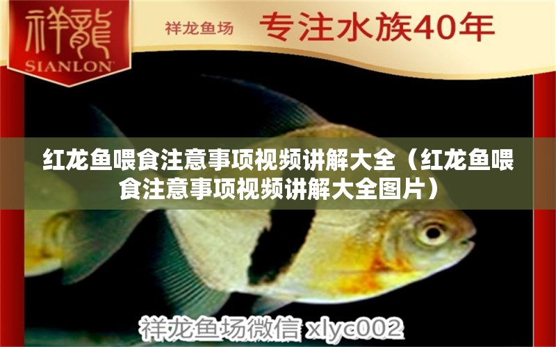 紅龍魚(yú)喂食注意事項(xiàng)視頻講解大全（紅龍魚(yú)喂食注意事項(xiàng)視頻講解大全圖片）