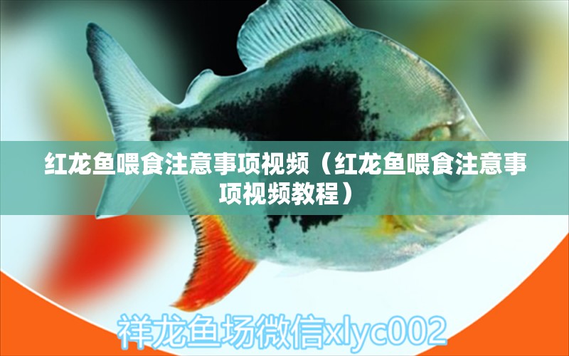 紅龍魚喂食注意事項視頻（紅龍魚喂食注意事項視頻教程） 印尼紅龍魚