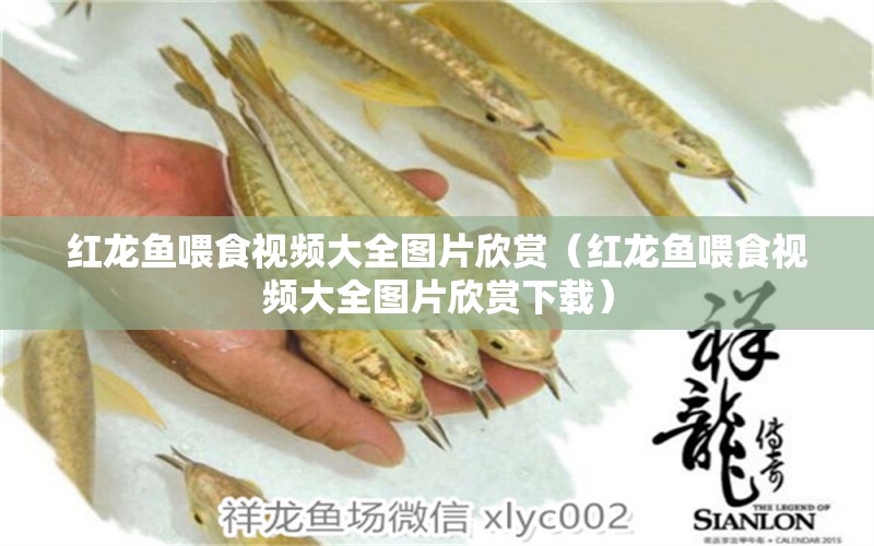 紅龍魚喂食視頻大全圖片欣賞（紅龍魚喂食視頻大全圖片欣賞下載） 龍魚百科