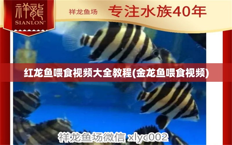 紅龍魚喂食視頻大全教程(金龍魚喂食視頻) 印尼虎苗