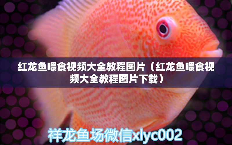 紅龍魚(yú)喂食視頻大全教程圖片（紅龍魚(yú)喂食視頻大全教程圖片下載）