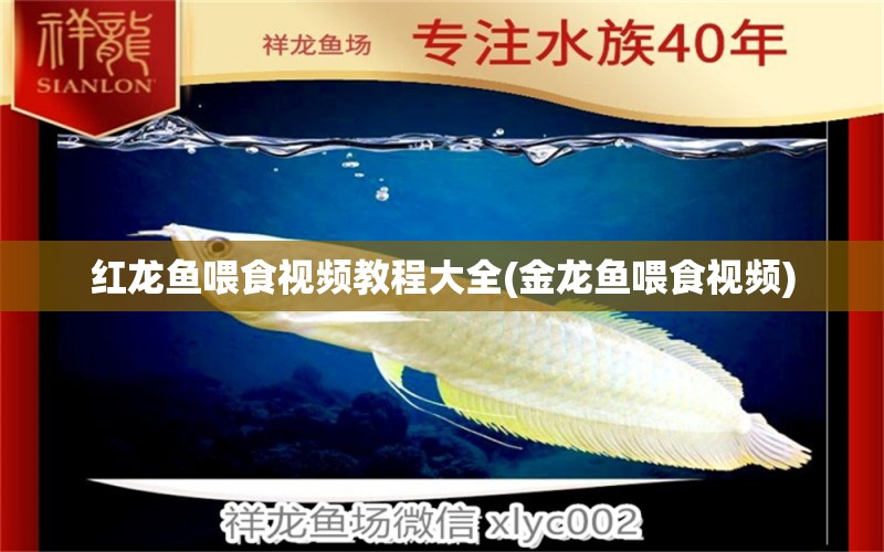 紅龍魚喂食視頻教程大全(金龍魚喂食視頻)