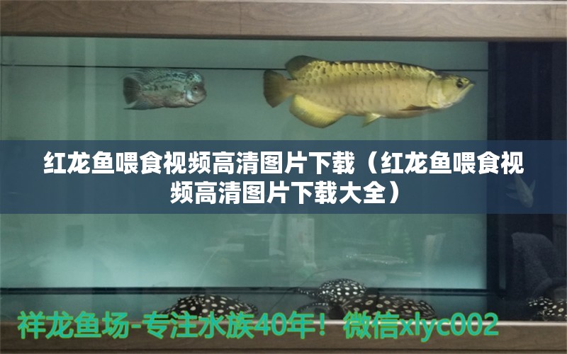 紅龍魚喂食視頻高清圖片下載（紅龍魚喂食視頻高清圖片下載大全）