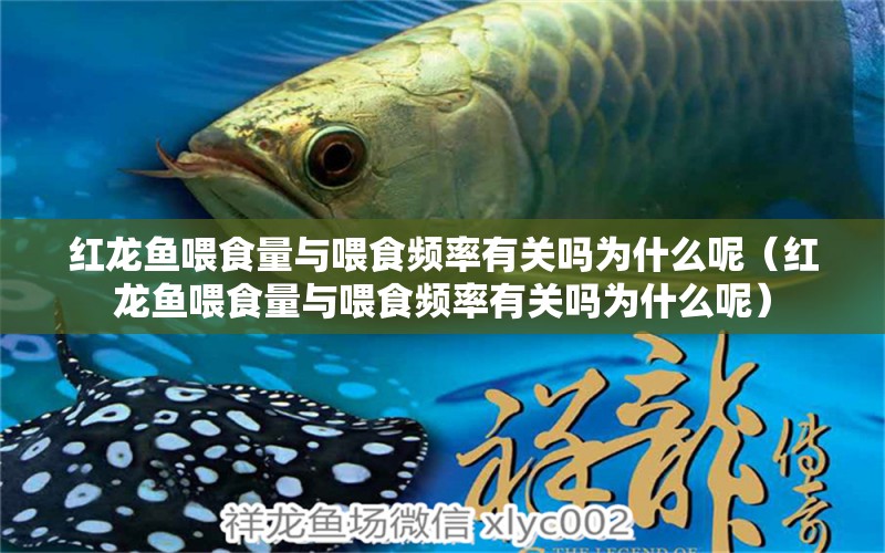 紅龍魚喂食量與喂食頻率有關(guān)嗎為什么呢（紅龍魚喂食量與喂食頻率有關(guān)嗎為什么呢）