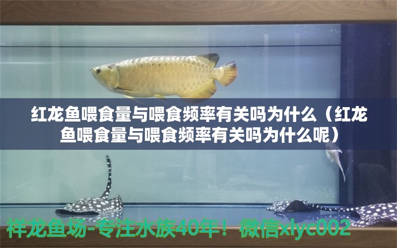 紅龍魚喂食量與喂食頻率有關(guān)嗎為什么（紅龍魚喂食量與喂食頻率有關(guān)嗎為什么呢）