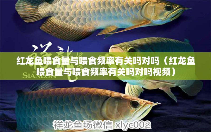 紅龍魚喂食量與喂食頻率有關(guān)嗎對(duì)嗎（紅龍魚喂食量與喂食頻率有關(guān)嗎對(duì)嗎視頻）