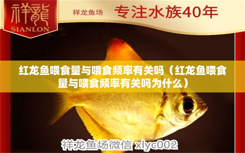 紅龍魚喂食量與喂食頻率有關(guān)嗎（紅龍魚喂食量與喂食頻率有關(guān)嗎為什么）