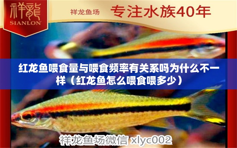 紅龍魚喂食量與喂食頻率有關(guān)系嗎為什么不一樣（紅龍魚怎么喂食喂多少）