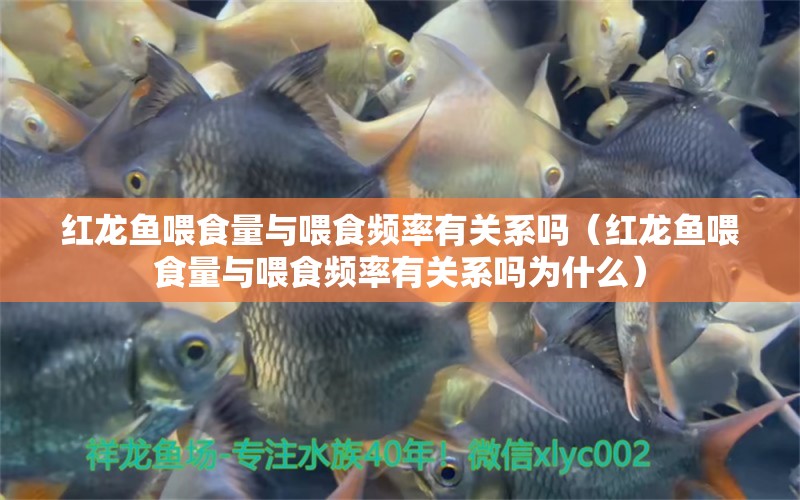 紅龍魚喂食量與喂食頻率有關(guān)系嗎（紅龍魚喂食量與喂食頻率有關(guān)系嗎為什么）