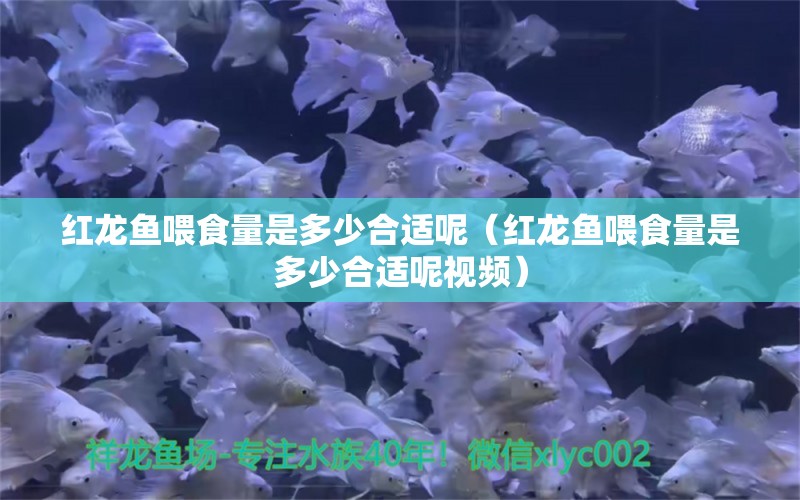 紅龍魚喂食量是多少合適呢（紅龍魚喂食量是多少合適呢視頻）