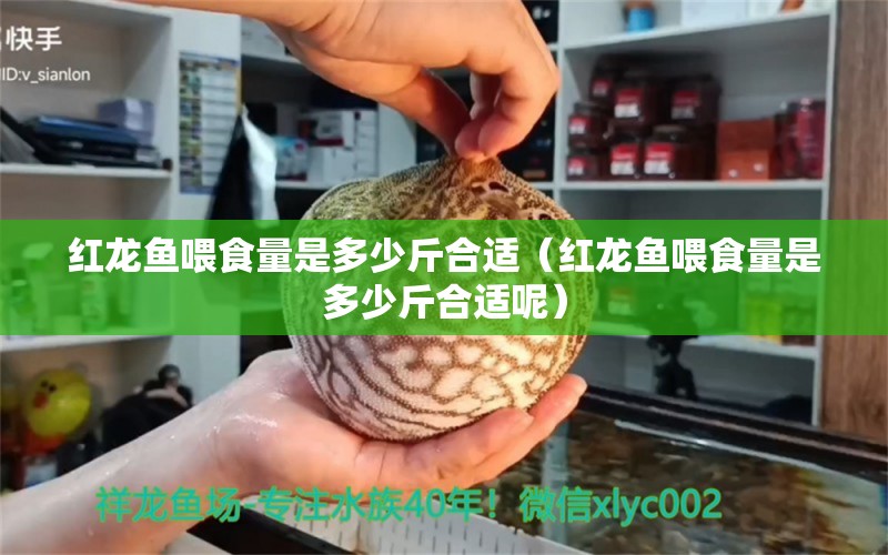 紅龍魚喂食量是多少斤合適（紅龍魚喂食量是多少斤合適呢）