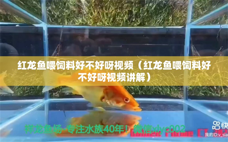 紅龍魚喂飼料好不好呀視頻（紅龍魚喂飼料好不好呀視頻講解） 祥龍水族醫(yī)院