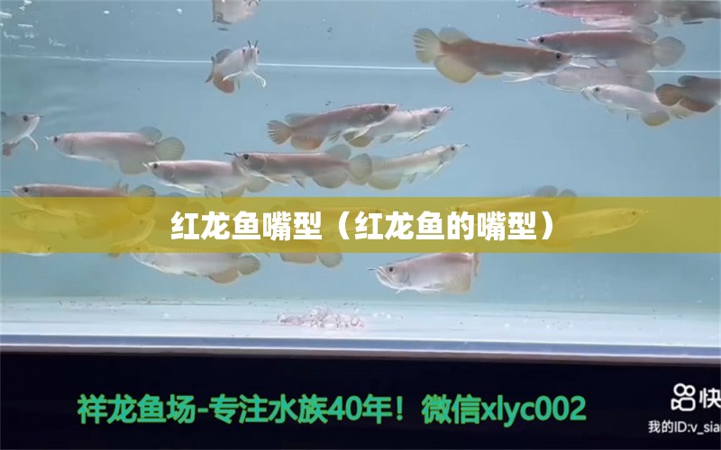 紅龍魚嘴型（紅龍魚的嘴型）