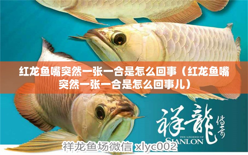 紅龍魚嘴突然一張一合是怎么回事（紅龍魚嘴突然一張一合是怎么回事兒） 龍魚百科