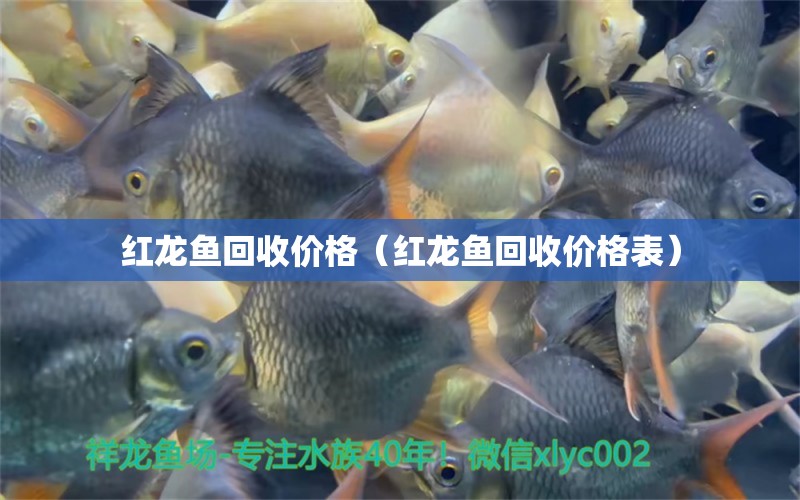 紅龍魚回收價格（紅龍魚回收價格表）