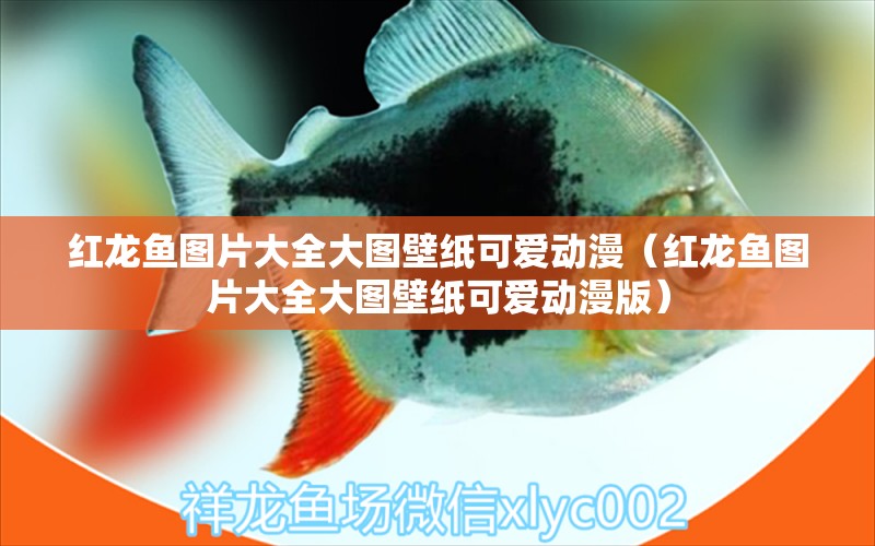 紅龍魚圖片大全大圖壁紙可愛動漫（紅龍魚圖片大全大圖壁紙可愛動漫版） 大嘴鯨魚