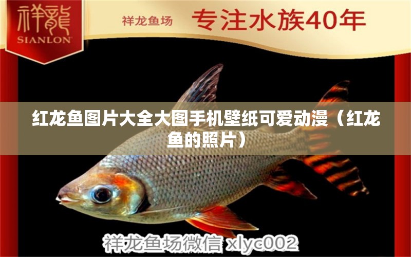 紅龍魚圖片大全大圖手機(jī)壁紙可愛動漫（紅龍魚的照片）