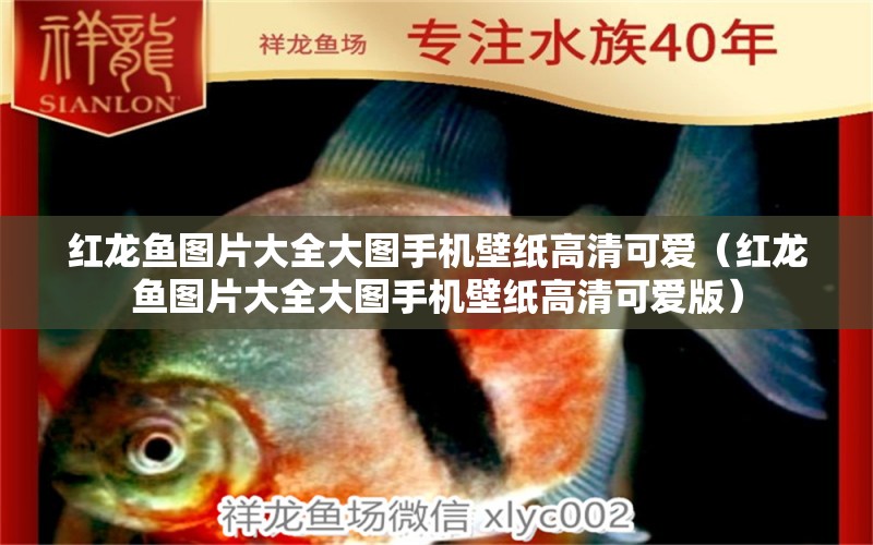 紅龍魚圖片大全大圖手機壁紙高清可愛（紅龍魚圖片大全大圖手機壁紙高清可愛版） 觀賞魚市場（混養(yǎng)魚）