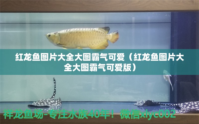 紅龍魚圖片大全大圖霸氣可愛（紅龍魚圖片大全大圖霸氣可愛版）