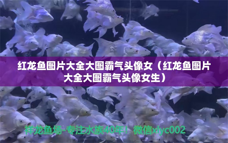 紅龍魚圖片大全大圖霸氣頭像女（紅龍魚圖片大全大圖霸氣頭像女生） 印尼紅龍魚