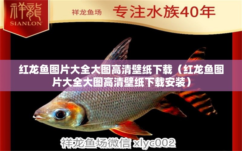 紅龍魚圖片大全大圖高清壁紙下載（紅龍魚圖片大全大圖高清壁紙下載安裝） 龍魚百科