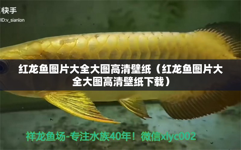 紅龍魚圖片大全大圖高清壁紙（紅龍魚圖片大全大圖高清壁紙下載） 印尼紅龍魚