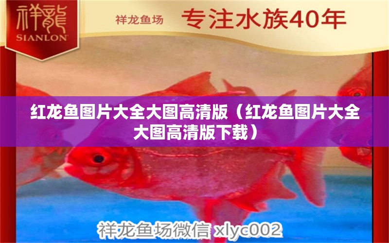 紅龍魚圖片大全大圖高清版（紅龍魚圖片大全大圖高清版下載） 印尼紅龍魚