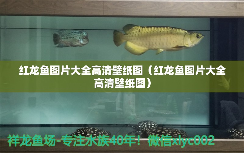 紅龍魚圖片大全高清壁紙圖（紅龍魚圖片大全高清壁紙圖）