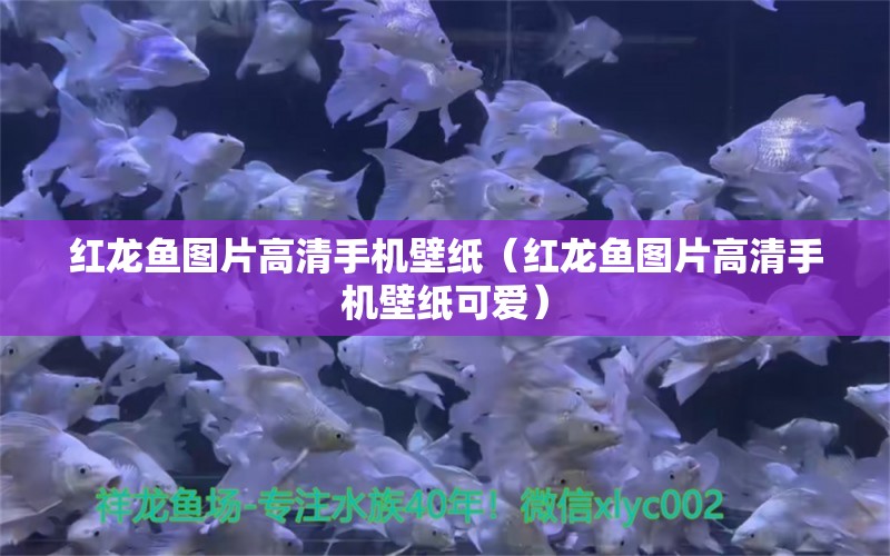 紅龍魚圖片高清手機(jī)壁紙（紅龍魚圖片高清手機(jī)壁紙可愛）