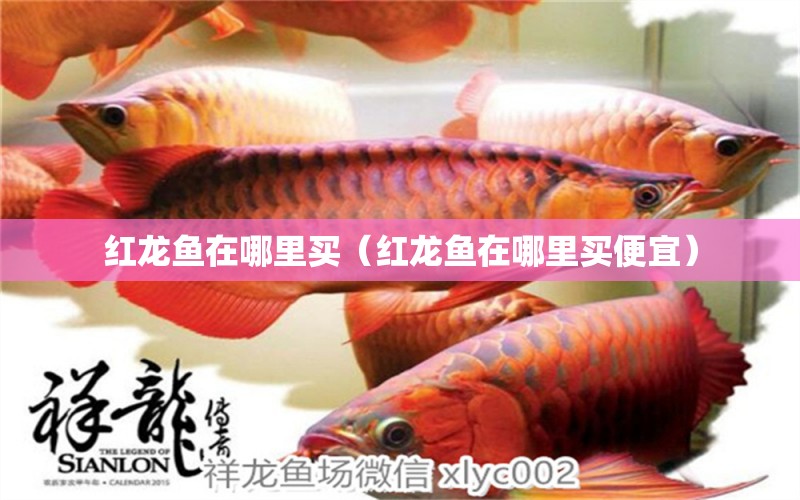 紅龍魚在哪里買（紅龍魚在哪里買便宜） 祥龍水族醫(yī)院