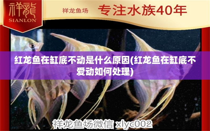 紅龍魚在缸底不動(dòng)是什么原因(紅龍魚在缸底不愛動(dòng)如何處理) 廣州龍魚批發(fā)市場(chǎng)