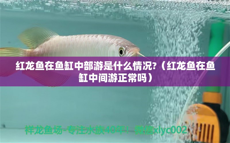 紅龍魚在魚缸中部游是什么情況?（紅龍魚在魚缸中間游正常嗎）