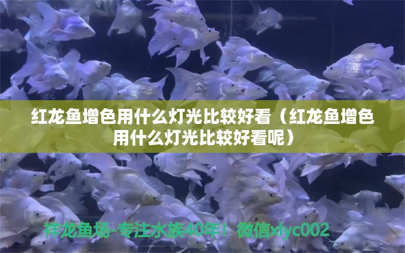 紅龍魚(yú)增色用什么燈光比較好看（紅龍魚(yú)增色用什么燈光比較好看呢）