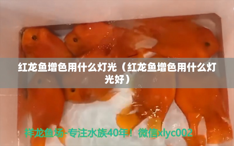 紅龍魚增色用什么燈光（紅龍魚增色用什么燈光好） 印尼紅龍魚