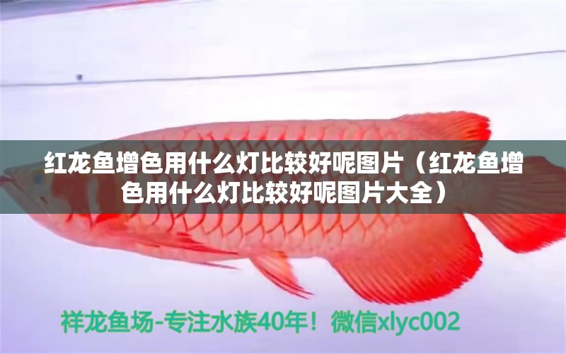 紅龍魚增色用什么燈比較好呢圖片（紅龍魚增色用什么燈比較好呢圖片大全） 印尼紅龍魚