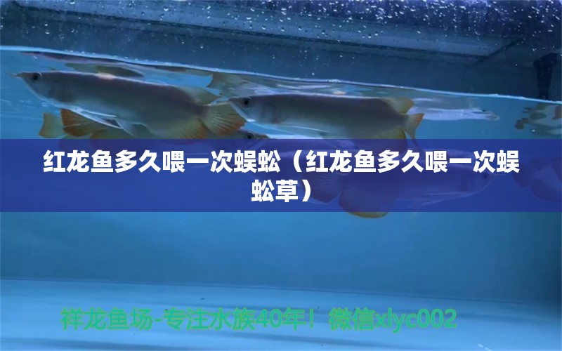 紅龍魚多久喂一次蜈蚣（紅龍魚多久喂一次蜈蚣草）