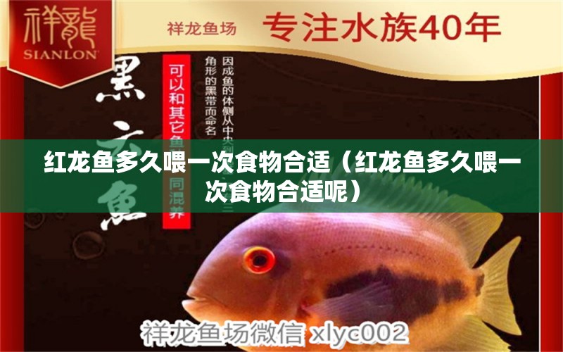 紅龍魚多久喂一次食物合適（紅龍魚多久喂一次食物合適呢）