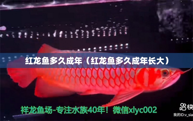 紅龍魚多久成年（紅龍魚多久成年長大）