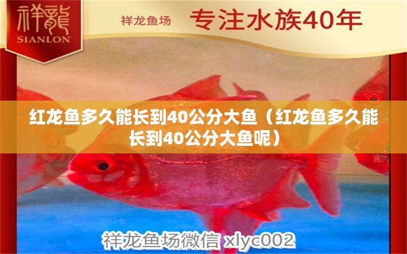 紅龍魚多久能長到40公分大魚（紅龍魚多久能長到40公分大魚呢） 印尼紅龍魚