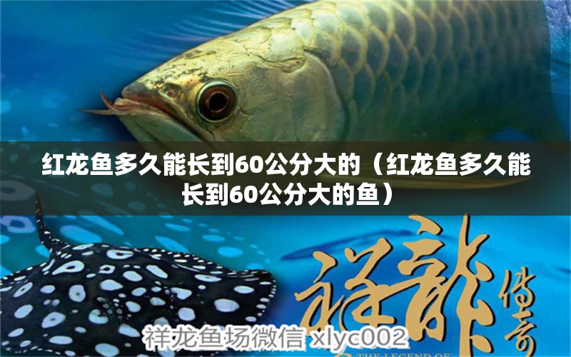 紅龍魚多久能長到60公分大的（紅龍魚多久能長到60公分大的魚） 印尼紅龍魚