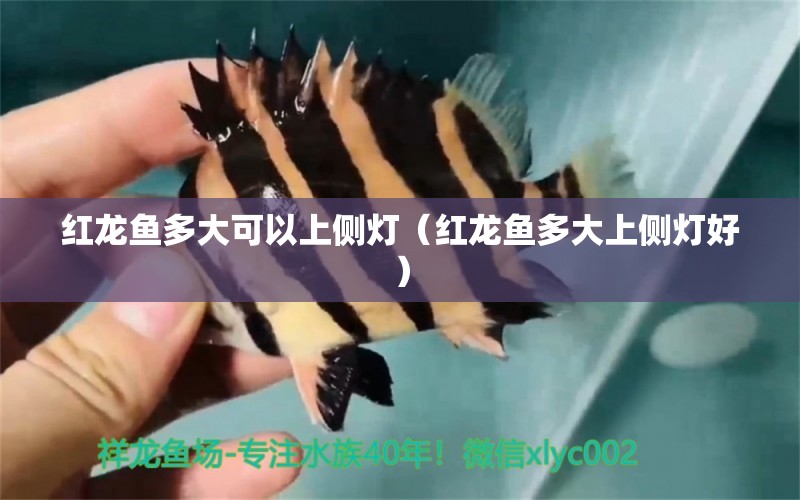 紅龍魚(yú)多大可以上側(cè)燈（紅龍魚(yú)多大上側(cè)燈好）