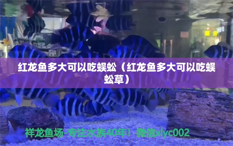 紅龍魚多大可以吃蜈蚣（紅龍魚多大可以吃蜈蚣草）