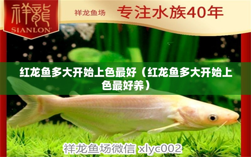 紅龍魚多大開始上色最好（紅龍魚多大開始上色最好養(yǎng)）