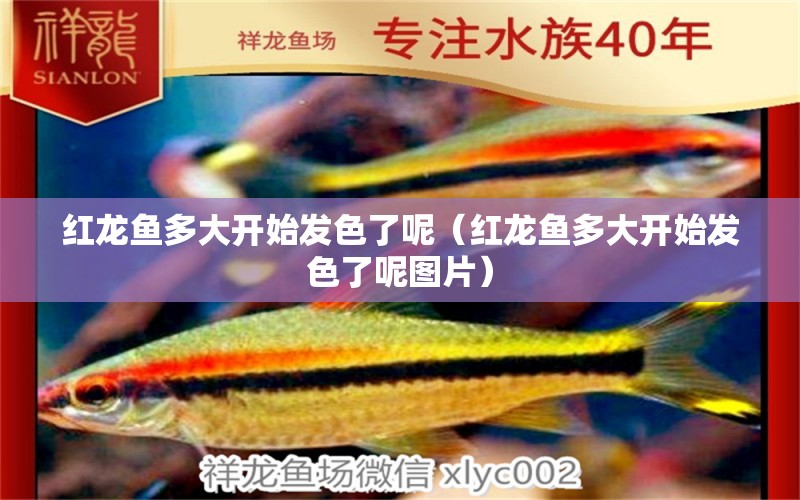 紅龍魚多大開始發(fā)色了呢（紅龍魚多大開始發(fā)色了呢圖片）