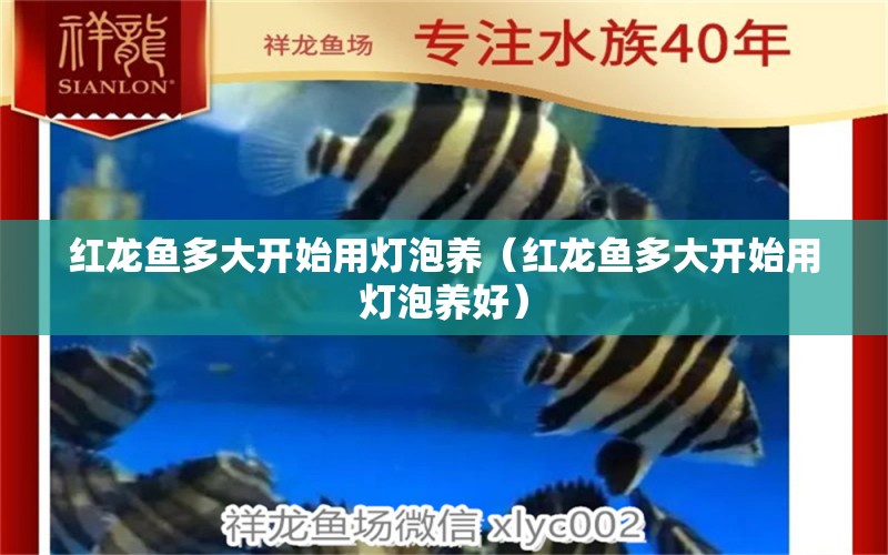 紅龍魚(yú)多大開(kāi)始用燈泡養(yǎng)（紅龍魚(yú)多大開(kāi)始用燈泡養(yǎng)好） 龍魚(yú)百科