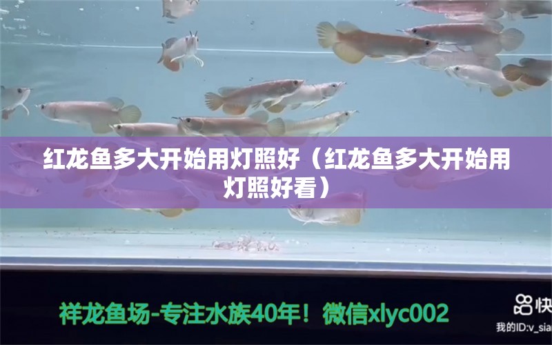 紅龍魚(yú)多大開(kāi)始用燈照好（紅龍魚(yú)多大開(kāi)始用燈照好看）