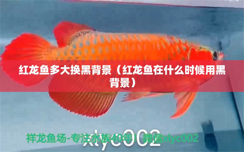 紅龍魚多大換黑背景（紅龍魚在什么時(shí)候用黑背景） 印尼紅龍魚