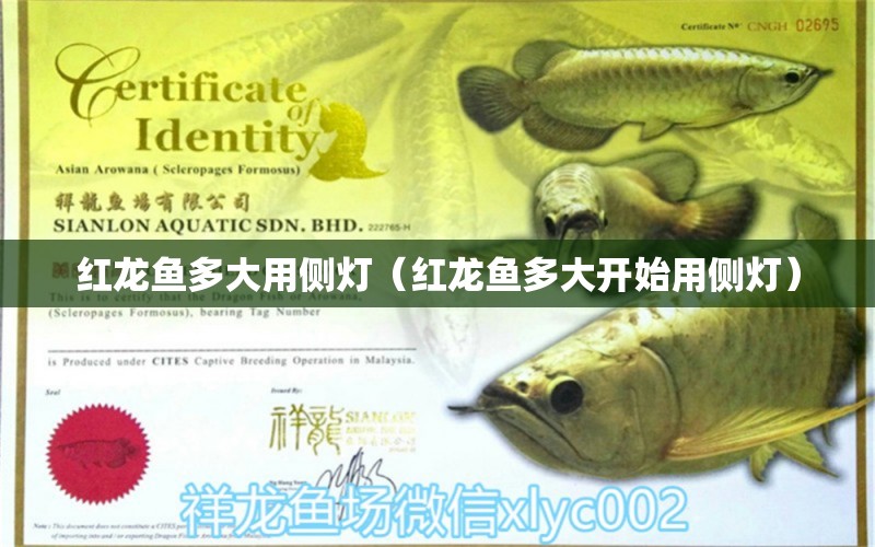 紅龍魚(yú)多大用側(cè)燈（紅龍魚(yú)多大開(kāi)始用側(cè)燈） 印尼紅龍魚(yú)