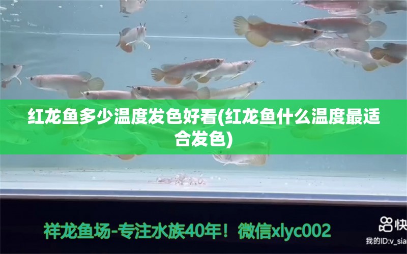 紅龍魚多少溫度發(fā)色好看(紅龍魚什么溫度最適合發(fā)色) 皇冠黑白魟魚 第1張