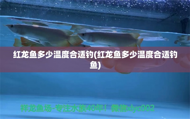 紅龍魚(yú)多少溫度合適釣(紅龍魚(yú)多少溫度合適釣魚(yú)) 垂釣樂(lè)園